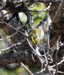 Townsends Warbler 4520